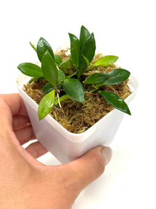Hoya Picta