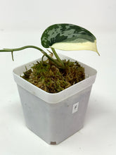 Load image into Gallery viewer, Scindapsus Mayari Variegated F
