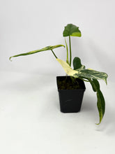 Load image into Gallery viewer, Philodendron Bipennifolium Violin Variegated D