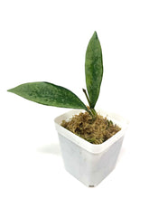 Load image into Gallery viewer, Hoya AH-074