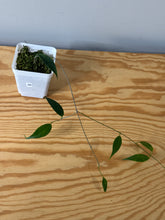 Load image into Gallery viewer, 66. Hoya Exilis