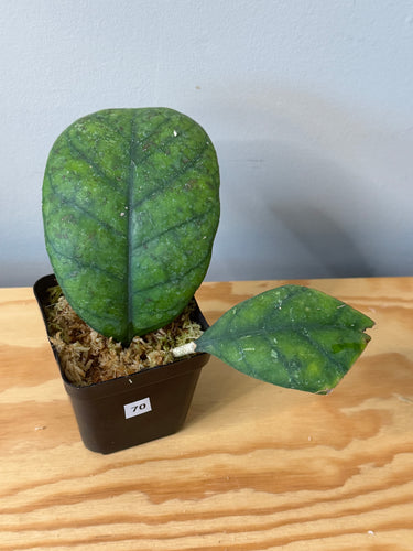 70. Hoya Deykeae