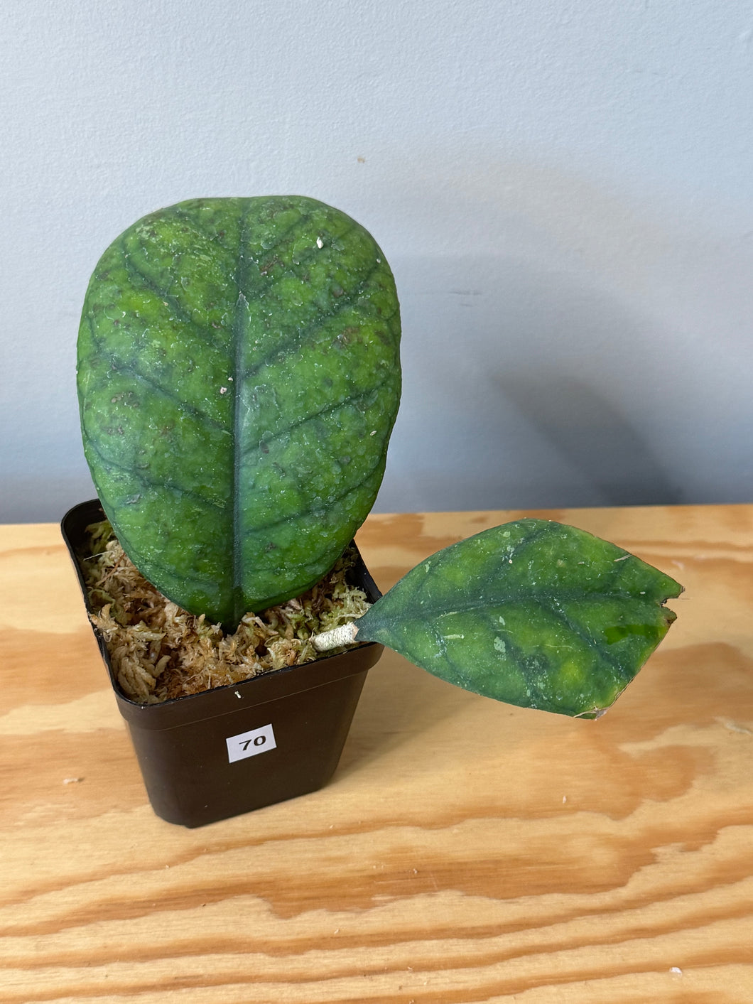70. Hoya Deykeae