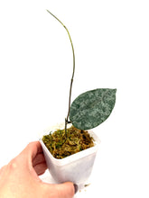 Load image into Gallery viewer, Hoya Caudata Silver Ghost