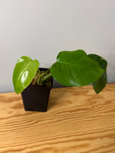 Load image into Gallery viewer, 89. Monstera Deliciosa Aurea Variegated