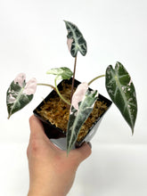 Load image into Gallery viewer, Alocasia Bambino Pink Variegated B