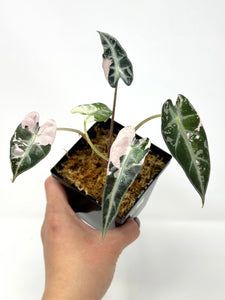 Alocasia Bambino Pink Variegated B