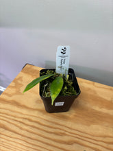 Load image into Gallery viewer, 132. Hoya Patella Pink