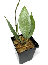Load image into Gallery viewer, Hoya Germany Silver C