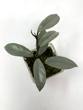 Load image into Gallery viewer, Hoya Wilbur Graves Silver C