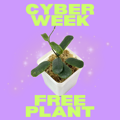 FREE Hoya Rotundiflora with purchase over $100