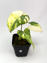 Load image into Gallery viewer, Philodendron Gloriosum Variegated B