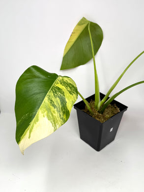 Monstera Deliciosa Aurea Variegated A