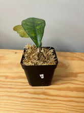 Load image into Gallery viewer, 4. Hoya Deykeae