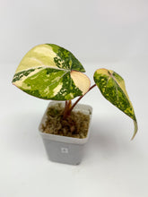 Load image into Gallery viewer, Philodendron Gloriosum Variegated A