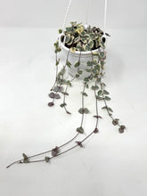 Load image into Gallery viewer, Ceropegia Woodii Variegated ‘String of Hearts’ (Hanging Basket)