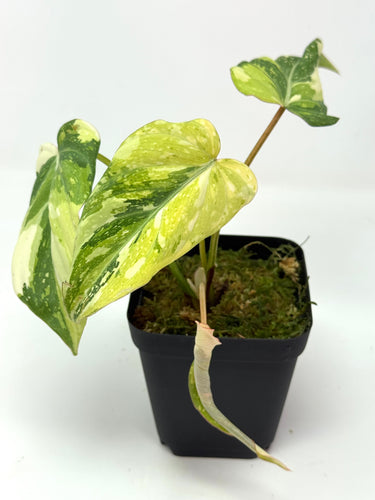 Philodendron Gloriosum Variegated E
