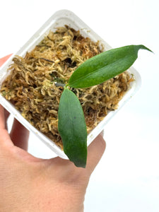Hoya Liwa