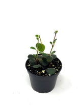 Load image into Gallery viewer, Codonanthe Devosiana 'Paula'