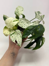 Load image into Gallery viewer, Epipremnum Pinnatum 'Marble' Variegated (Large)