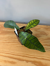 Load image into Gallery viewer, 299. Hoya Callistophylla