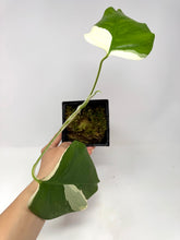 Load image into Gallery viewer, Monstera Deliciosa Albo Variegated A