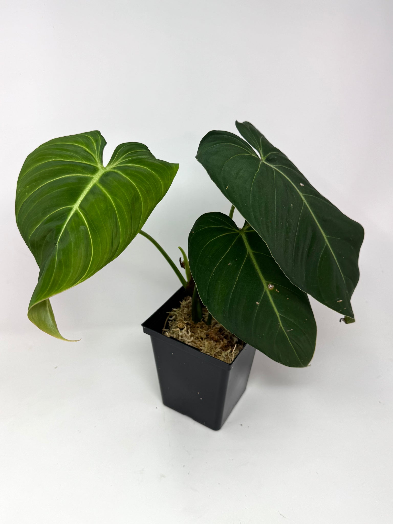 philodendron 'glorious' Philodendron Glorious – Planthaven Toronto