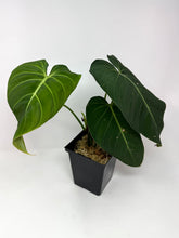 Load image into Gallery viewer, Philodendron Glorious