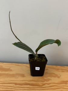 256. Hoya Lambii