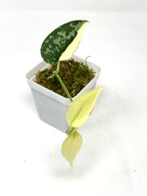 Load image into Gallery viewer, Scindapsus Mayari Variegated D