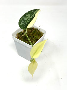 Scindapsus Mayari Variegated D