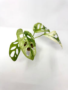 Monstera Adansonii Variegated F