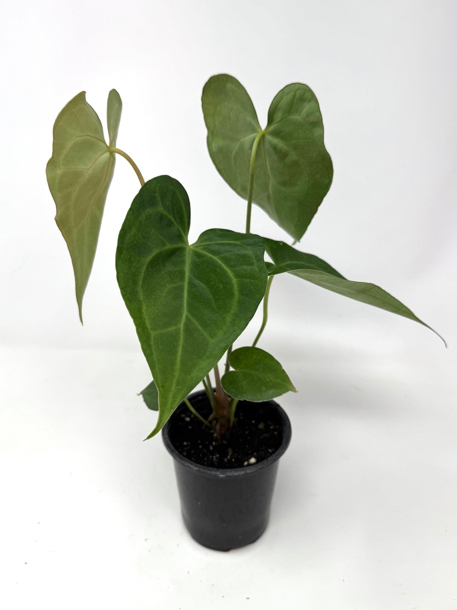 anthurium clarinervium canada Anthurium Clarinervium 4” – Planthaven Toronto