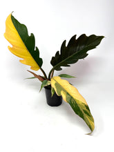 Load image into Gallery viewer, Philodendron Caramel Marble