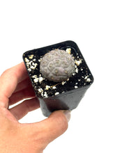 Load image into Gallery viewer, Tephrocactus Geometricus