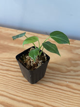 Load image into Gallery viewer, 10. Philodendron Glorious