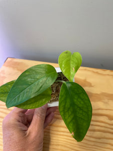 35. Amydrium Medium