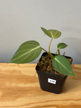 Load image into Gallery viewer, 118. Philodendron Glorious