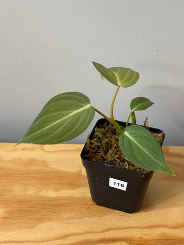 118. Philodendron Glorious