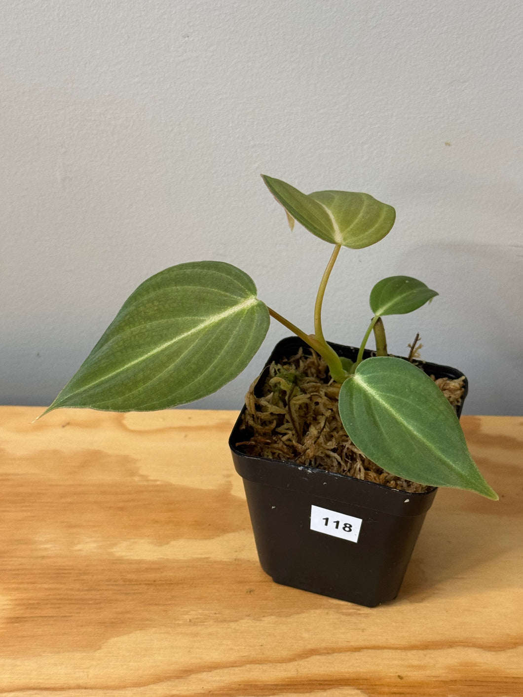 118. Philodendron Glorious