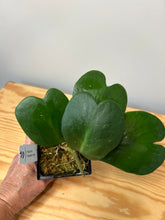Load image into Gallery viewer, 89. Hoya Kerrii Variegated (inner)
