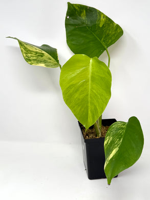 Monstera Deliciosa Aurea Variegated D