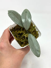 Load image into Gallery viewer, Hoya Wilbur Graves Silver F