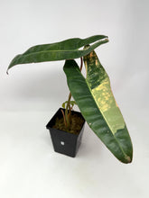 Load image into Gallery viewer, Philodendron Billietiae Variegated D