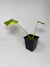 Load image into Gallery viewer, Monstera Deliciosa Aurea Variegated G