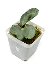 Load image into Gallery viewer, Hoya Carnosa ‘Argentea Princess’ A