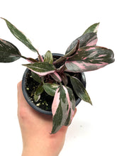 Load image into Gallery viewer, Philodendron Pink Princess (High Variegation)