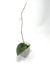 Load image into Gallery viewer, Hoya Glabra Silver D