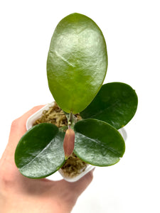 Hoya Australis