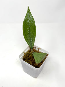 Hoya Germany Silver A